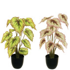 BEGONIA PIANTA C/VASO ASSX2 D11,5  H10,5  POLIESTERE   x H 48,00 CM